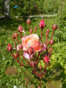 DSCN2973.JPG