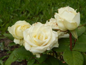DSCN2890.JPG