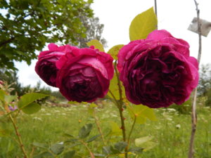 DSCN2901.JPG