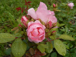 DSCN2909.JPG