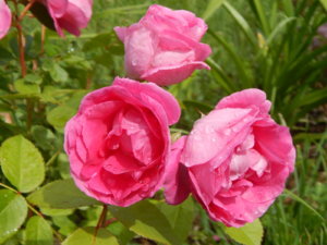 DSCN2916.JPG