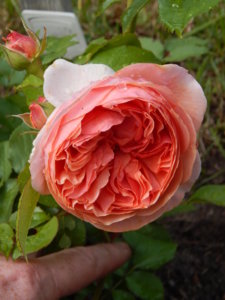 DSCN2931.JPG