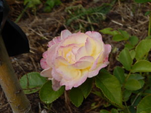 DSCN2932.JPG