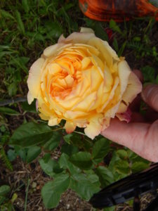 DSCN2939.JPG
