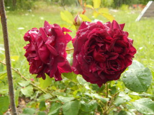 DSCN2947.JPG