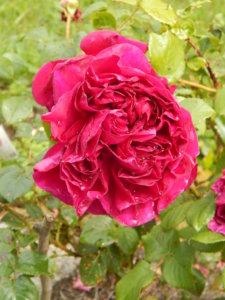 DSCN2949.JPG