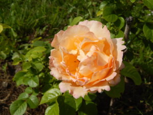 DSCN3006.JPG
