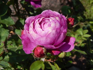 DSCN2954.JPG
