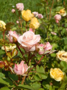 DSCN2964.JPG