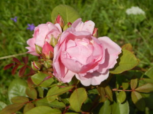 DSCN2981.JPG