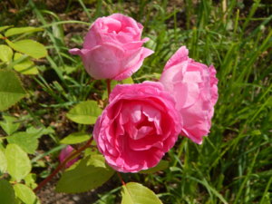 DSCN2997.JPG