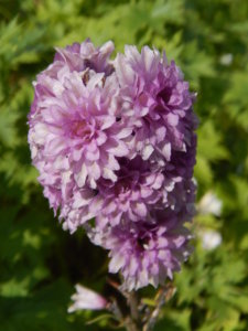 DSCN2969.JPG
