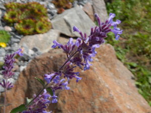 DSCN2988.JPG