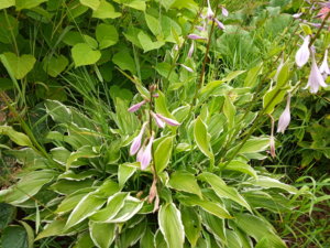 IMG_20190717_102046.jpg