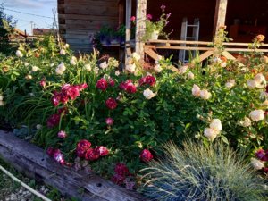IMG_20190702_195742.jpg