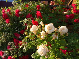 IMG_20190702_195854.jpg
