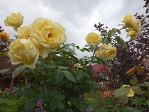 IMG_20190711_111500.jpg
