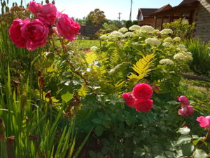 IMG_20190709_081058.jpg
