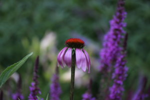 IMG_9486.JPG