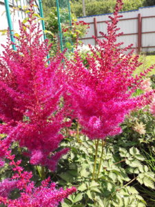 20190716_141604.jpg