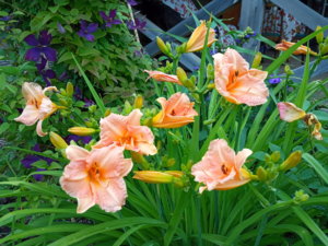 IMG_20190717_163107.jpg