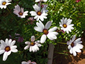 IMG_20190718_113203.jpg
