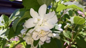 WP_20190718_11_57_42_Pro_LI.jpg