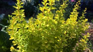 WP_20190718_14_54_53_Pro_LI.jpg