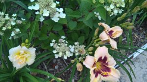 WP_20190717_13_46_15_Pro_LI.jpg