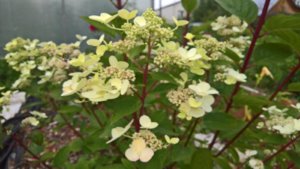 WP_20190717_13_53_15_Pro_LI.jpg