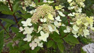 WP_20190717_13_53_27_Pro_LI.jpg