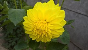 WP_20190717_13_46_47_Pro_LI.jpg