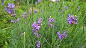 WP_20190717_13_55_43_Pro_LI.jpg