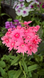 WP_20190711_14_19_18_Pro_LI.jpg
