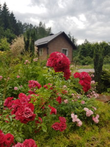 20190626_200236.jpg