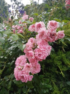 20190626_203215.jpg