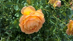 WP_20190708_14_33_37_Pro_LI.jpg
