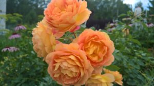 WP_20190717_13_52_20_Pro_LI.jpg
