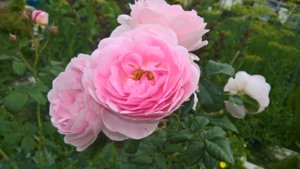 WP_20190717_13_52_55_Pro_LI.jpg