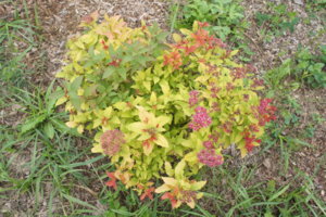 DSC04016.JPG