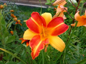 IMG_20190720_145057.jpg