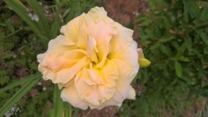 WP_20190717_14_00_12_Pro_LI.jpg