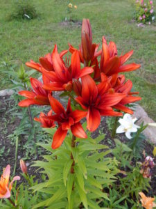 DSCN3105.JPG