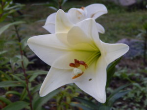 DSCN3101.JPG