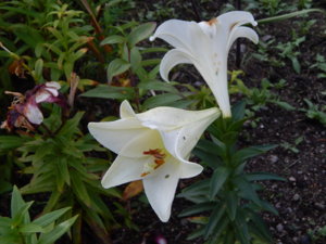 DSCN3102.JPG
