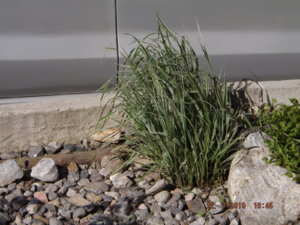DSCF4110.JPG