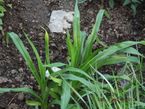 2019.07.22 Лилейник  _Анзак- Anzac_  DSCF4079.JPG