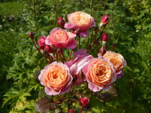 DSCN3165.JPG