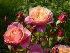 DSCN3171.JPG