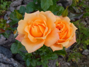 DSCN3074.JPG
